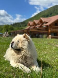 Chalet in Muntii Vrancei