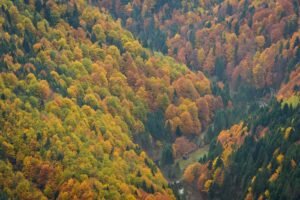 Rezervația Cheile Tișiței